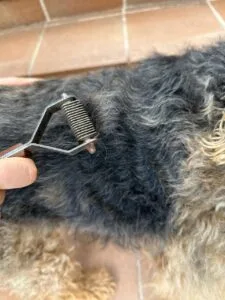 Mi perro suelta mucho pelo, ¿qué hago? 1 Cepillo para deslanar. Airedale Terrier. Uso profesional del King Coat para deslanado de perro de pelo duro - Peluquería Canina Bloggroomer