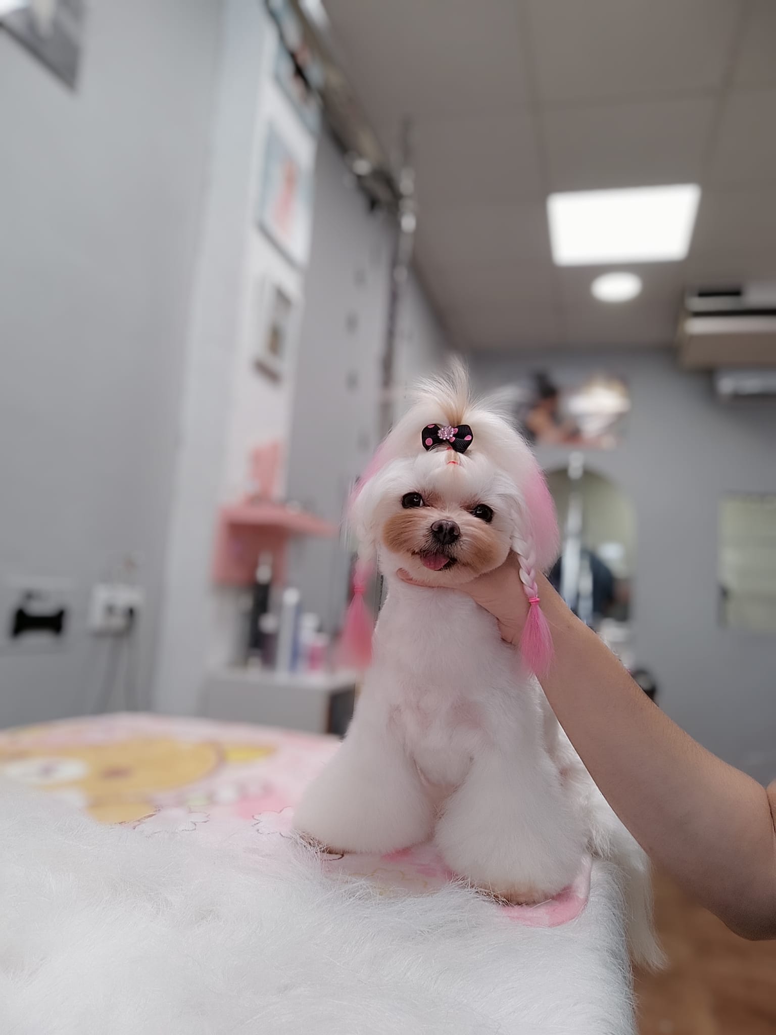 corte a tijera bichón maltés