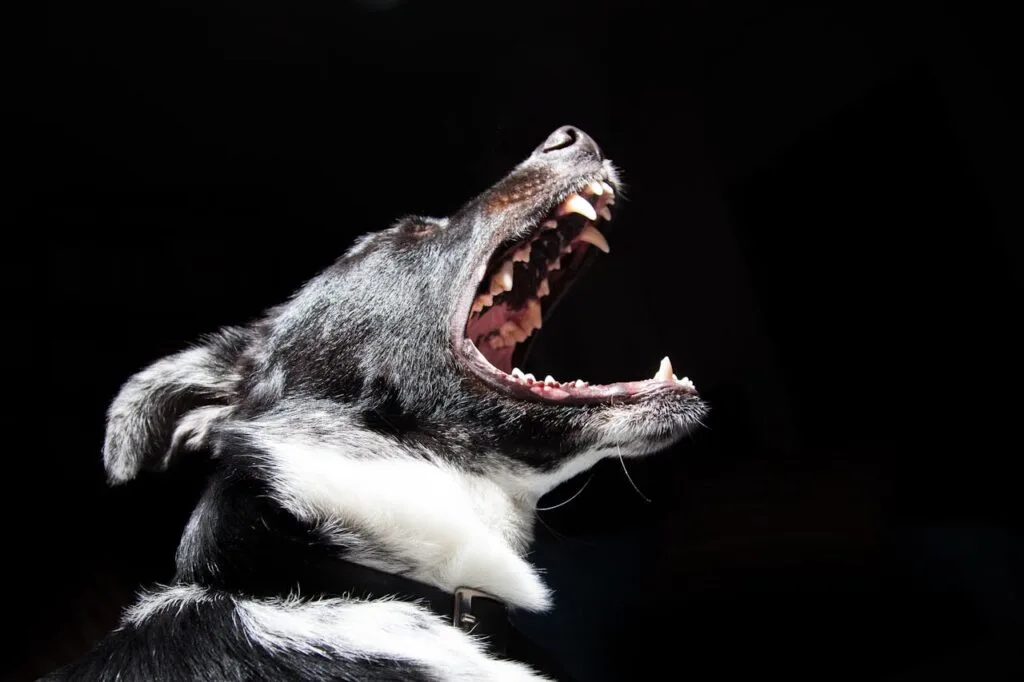 perro mordiendo al aire