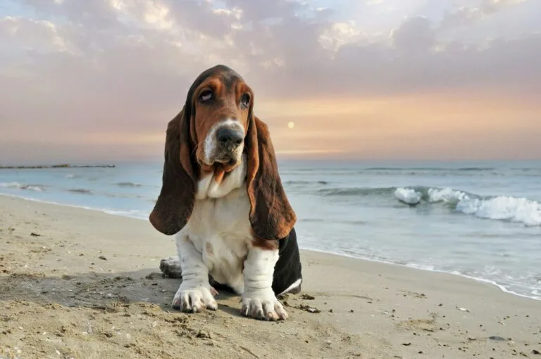 basset hound en la playa, perros orejotas