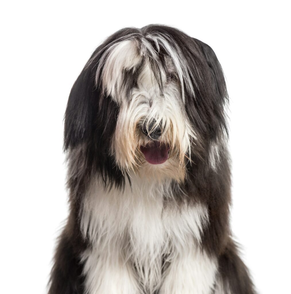 Bearded Collie, perros de pelo largo