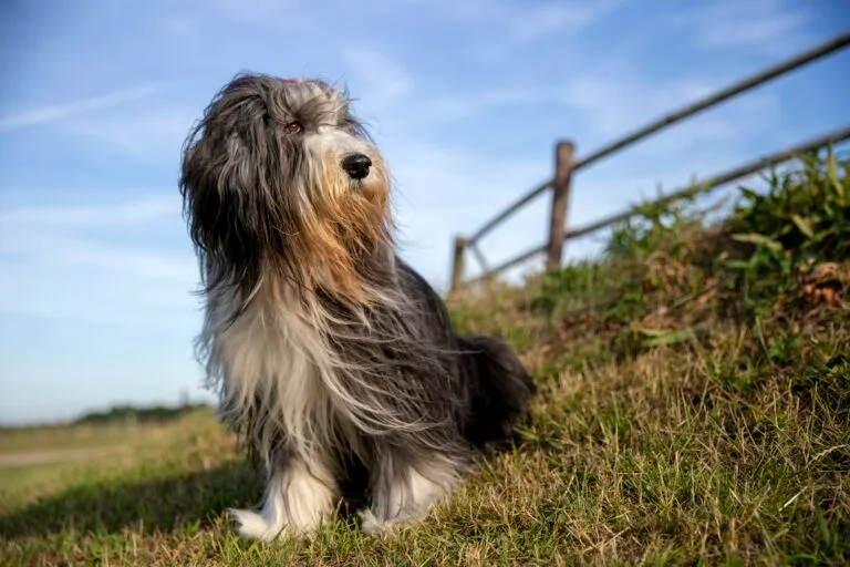 Collie barbudo, razas de perros