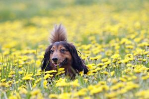 Dachshund, perro salsicha