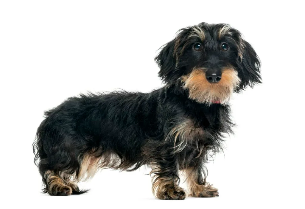 Daschund, perro salsicha, anatomia canina, anatomia del perro, razas de perros Daschund, perro salsicha, anatomia canina, anatomia del perro, razas de perros