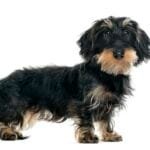 Daschund, perro salsicha, anatomia canina, anatomia del perro, razas de perros