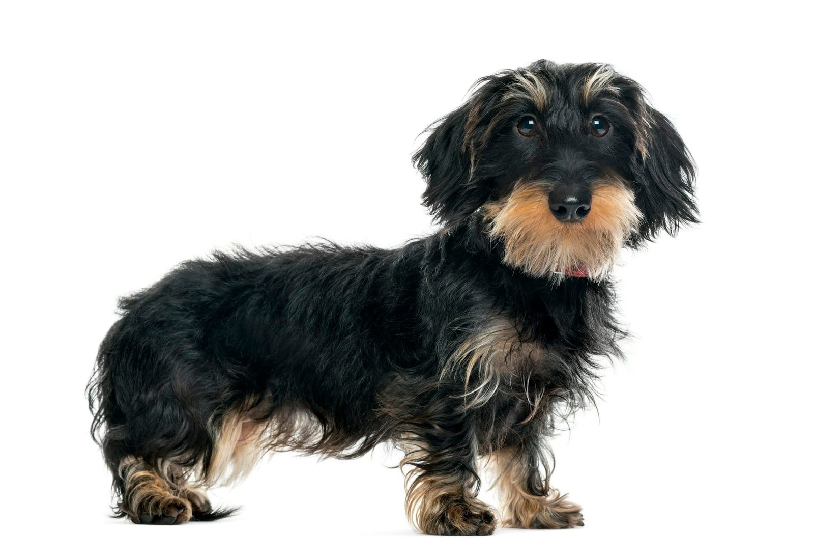 Dachsund, perro salsicha, anatomia canina, anatomia del perro, razas de perros
