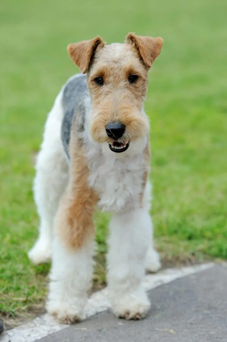Fox Terrier, Mesocéfalos, Razas de perros que requieren stripping