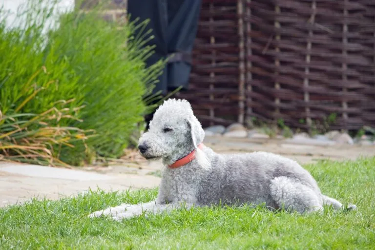 bedlington terrier en el parque