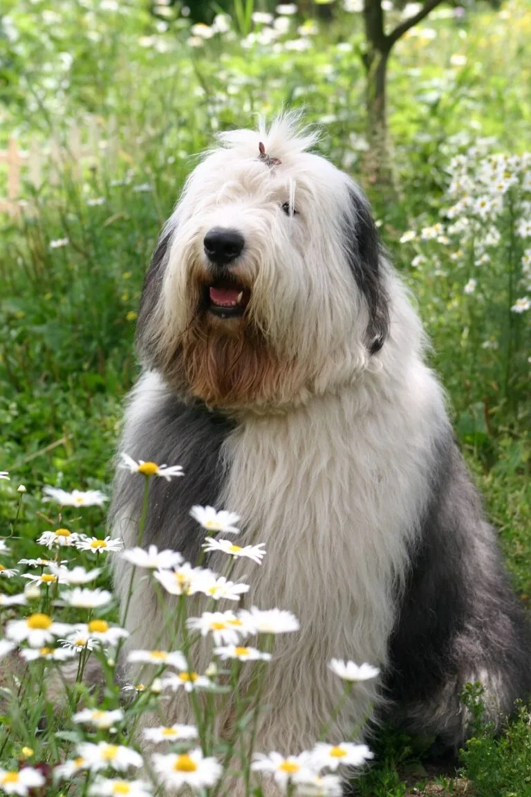 Bobtail en el medio de las flores