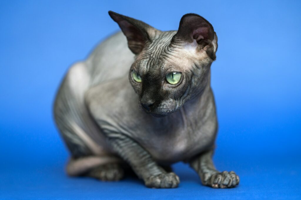 Hairless Canadian Sphynx Cat. Portrait of Female Cat on Blue Background