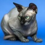 Gato sin pelo Canadian Sphynx