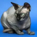 Gato sin pelo Canadian Sphynx
