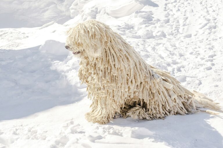 Komondor