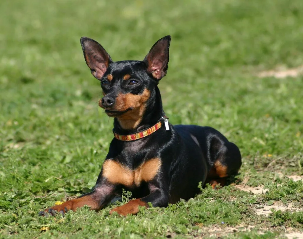 Pinscher miniatura, razas perros