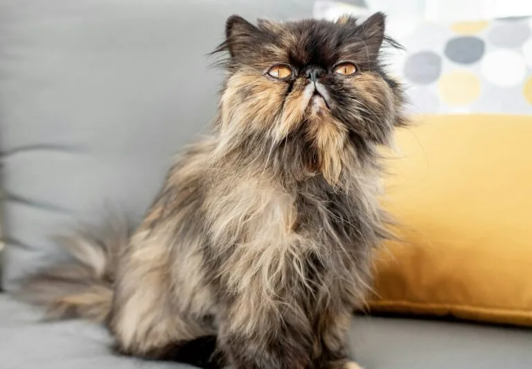 gato persa de pelo largo con cara chata