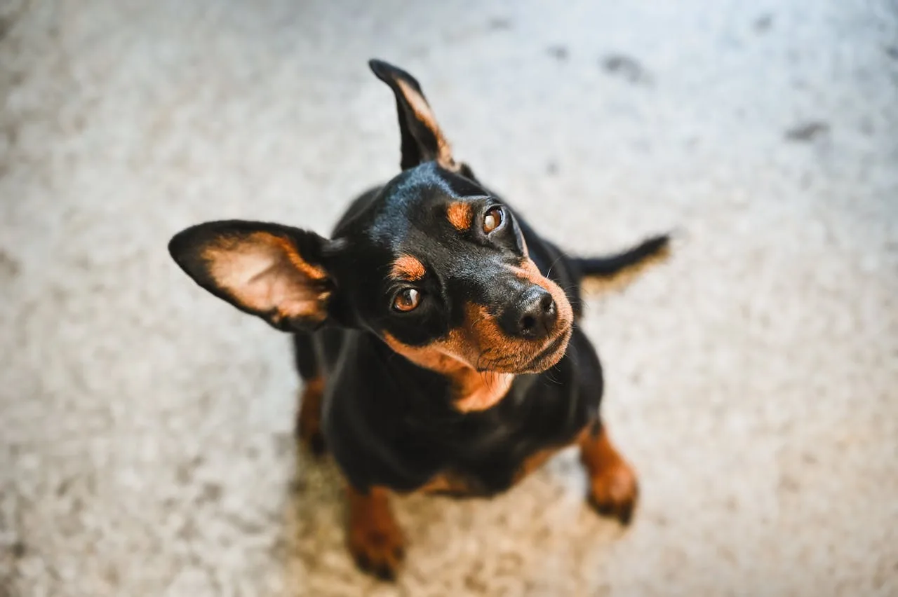 Mini pinscher, razas de perros. Perro que parece a un doberman