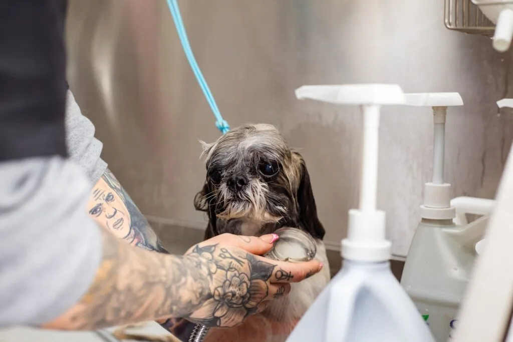 Shih tu en el baño de la estética canina