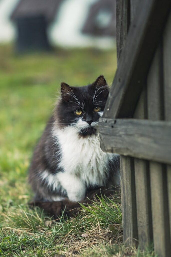 peluquería felina, gatos, gatos de pelo largo