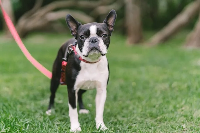 Boston Terrier, el perro que se parece a un Boxer