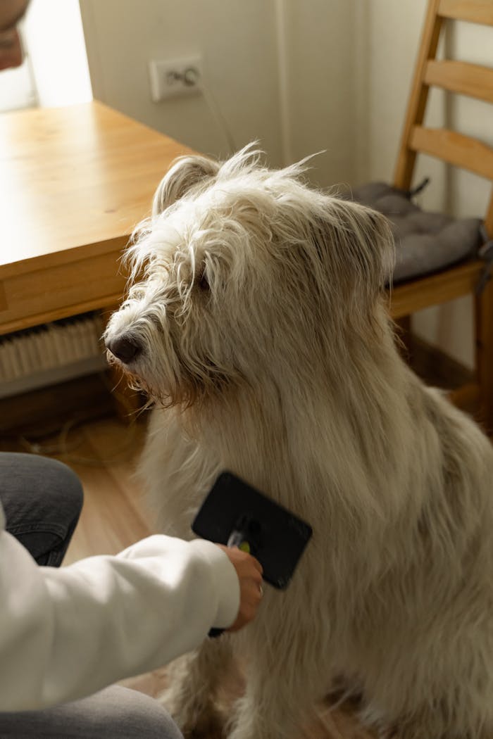 peluquería perro, pelaje de tu perro