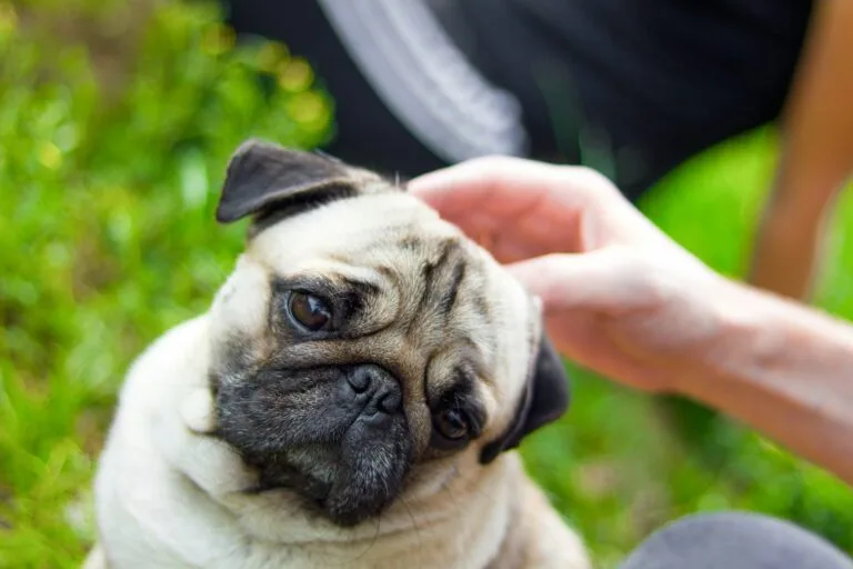 Pug, Carlino, el perro de Man in Black