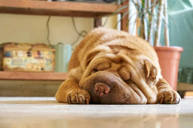 Sharpei durmiendo. Razas de perros