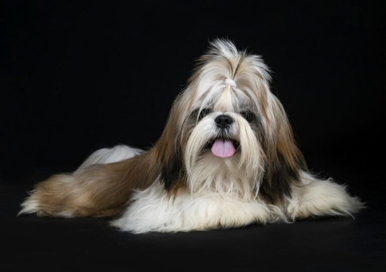 shih tzu in studio