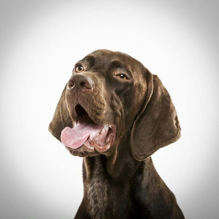 Studio portrait of an expressive german shorthaired pointer dog