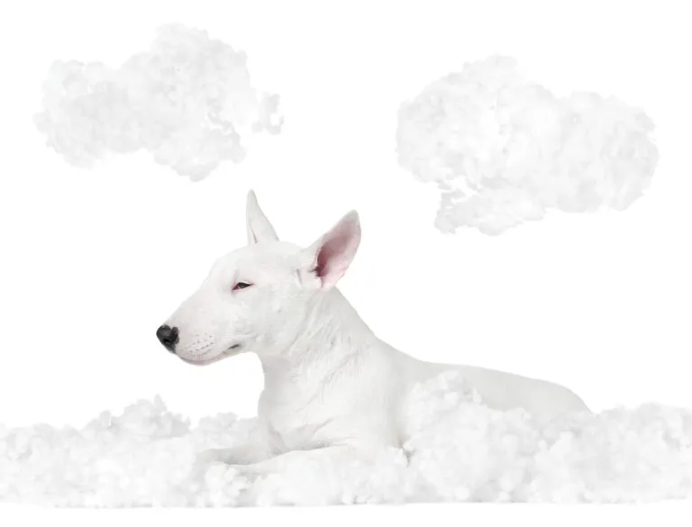 Bull terrier, el perro juguetón
