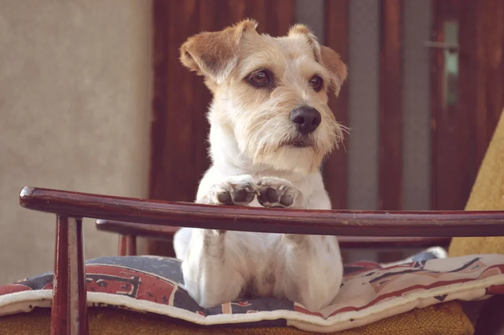 Jack Russell Terrier de pelo duro, rapado con máquina, apoyando las patas en el asiento mientras mira a su dueño.