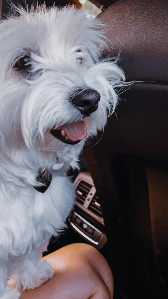 West Highland White Terrier de perfil, mostrando su manto duro blanco característico, perro que requiere stripping para mantener la textura y el color.