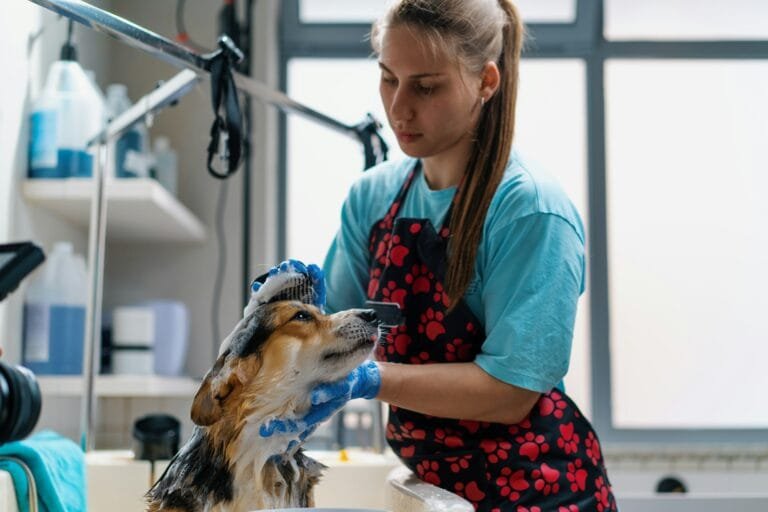 peluquería canina cerca de mi, groomer, peluquero canino