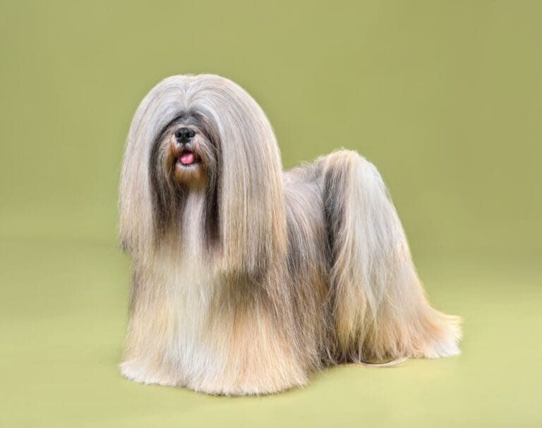 Lhasa Apso, razas de perros peludos pequeños y peludos