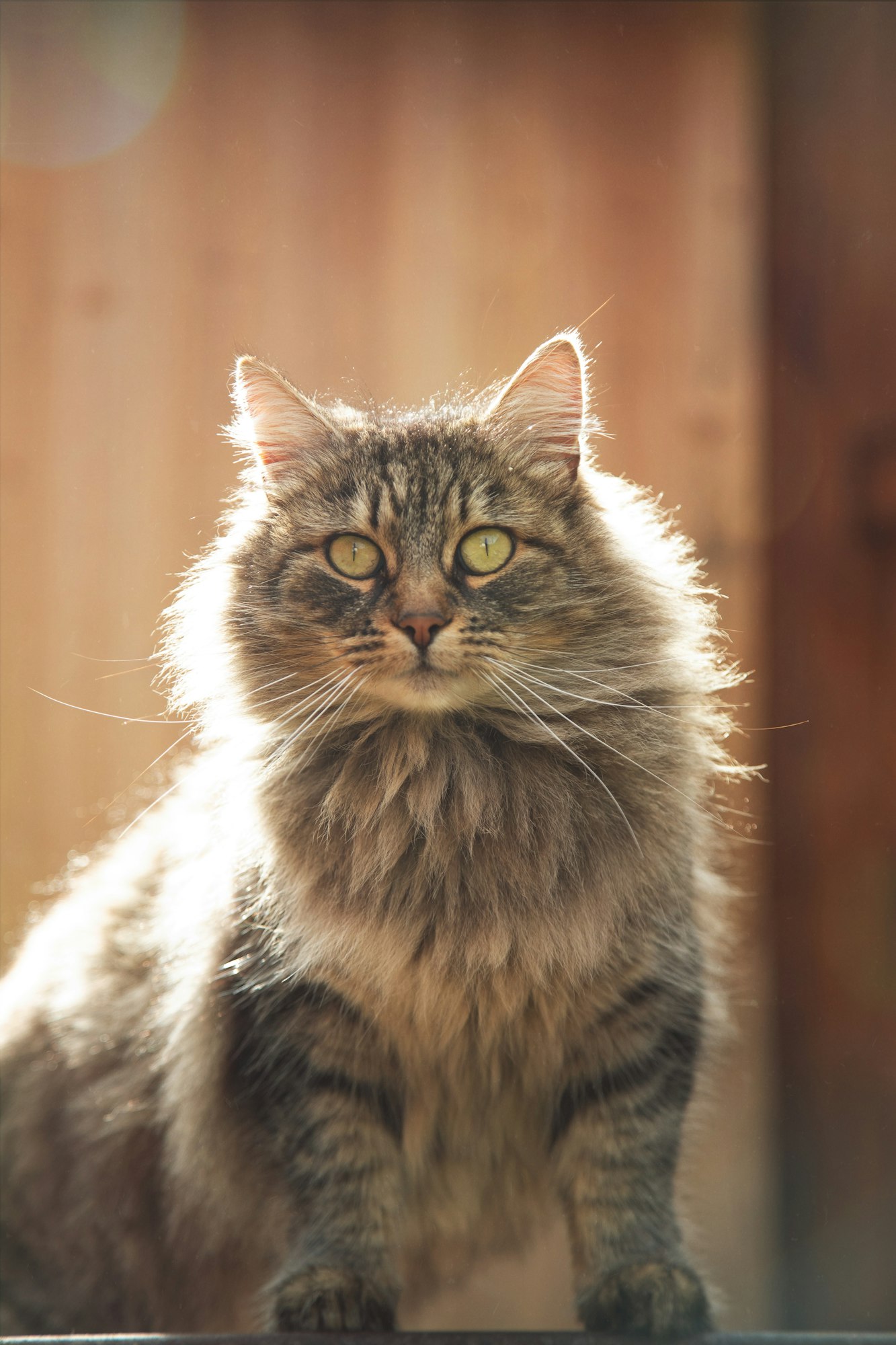 gatos de pelo largo