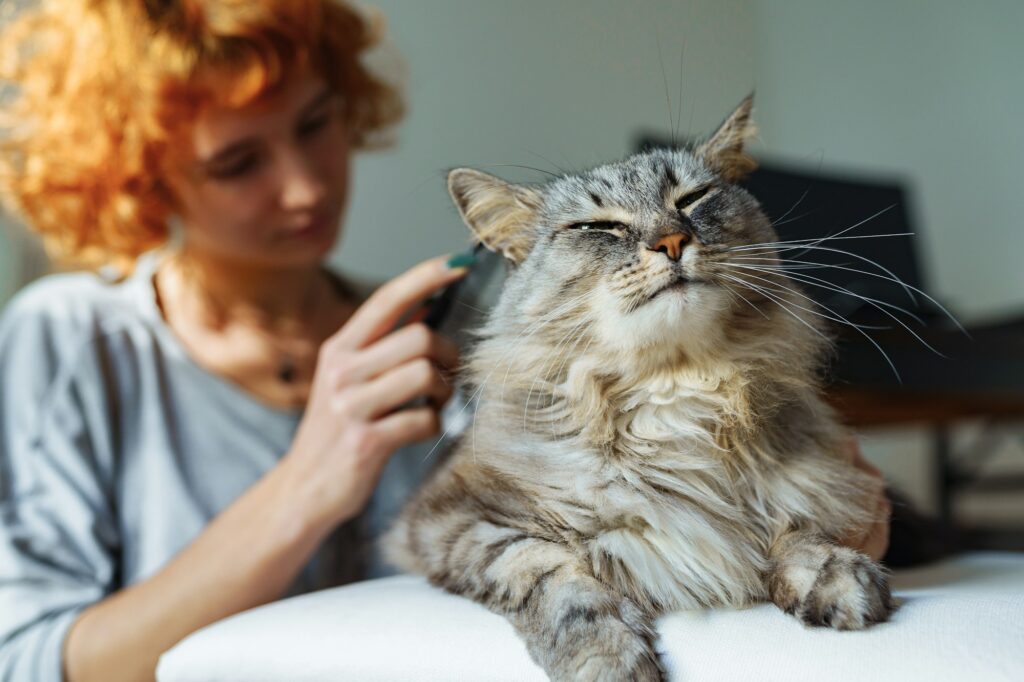 Cortar el pelo en gatos persas