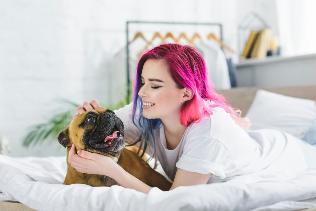 bulldog francés. Perro de pelo corto