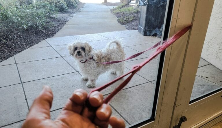 Pasear al perro. Mezcla de Bichón Maltés con el pelo largo y con nudos