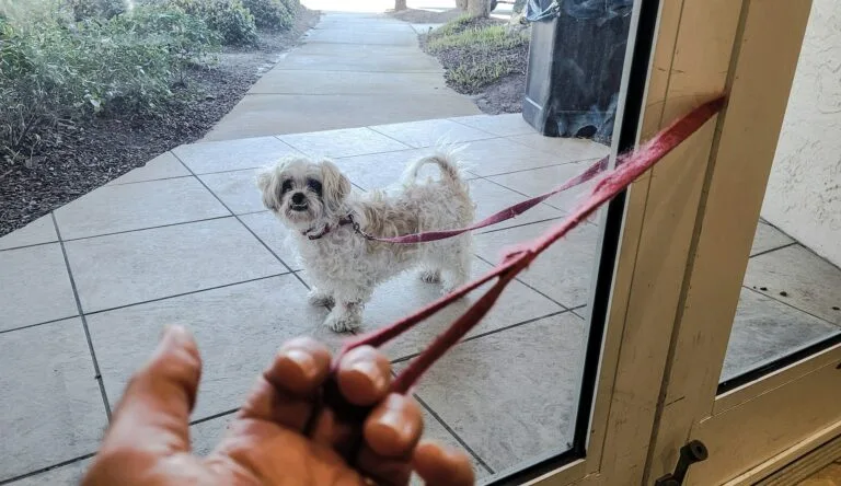 Pasear al perro. Mezcla de Bichón Maltés con el pelo largo y con nudos