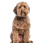 Labradoodle de 2 años