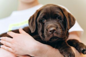 cachorro de labrador