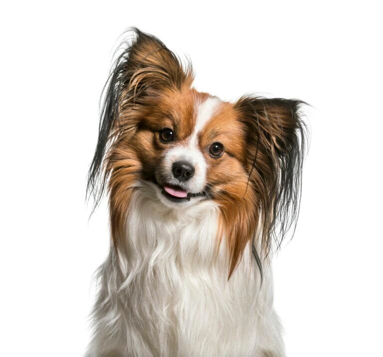 Perro Papillon, razas de perros