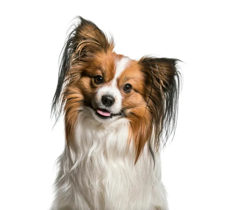 Perro Papillon, razas de perros