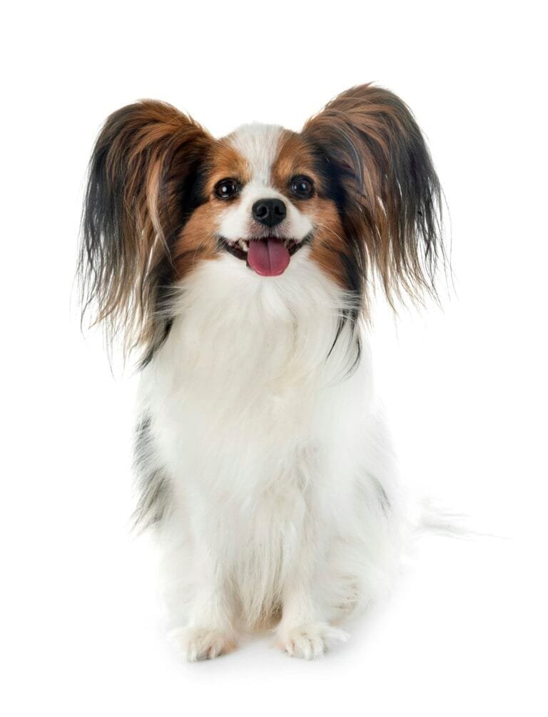 Perro Papillon mirando que va a hacer. Raza de perro Papillon