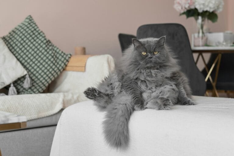 gatos persa gris y su cuidado del pelo