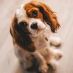 Cavalier King Charles Spaniel