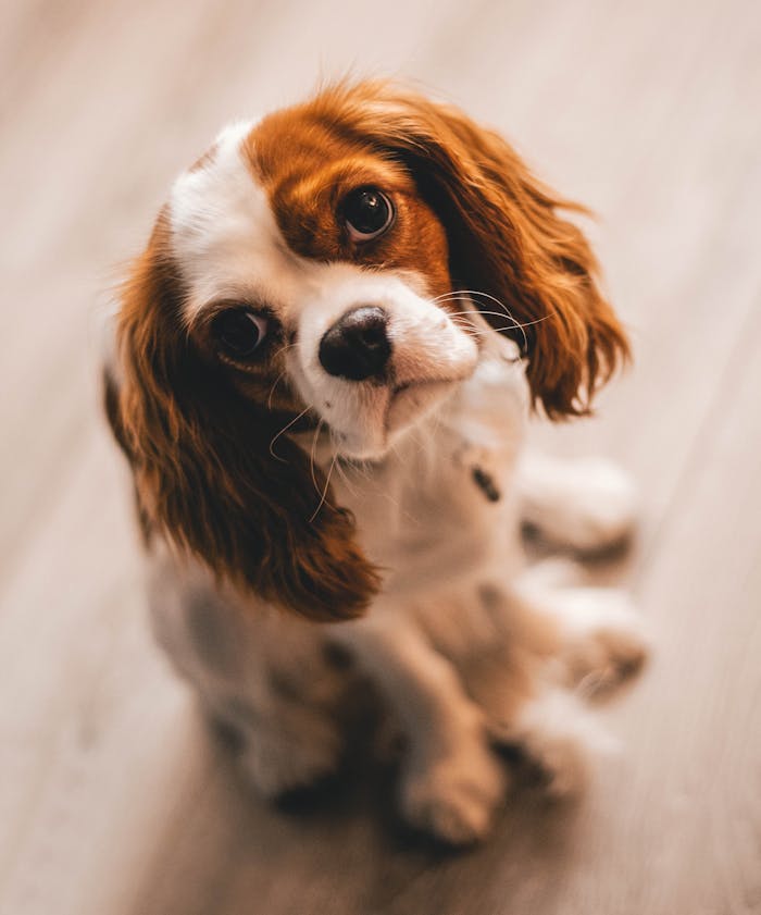 Cavalier King Charles Spaniel