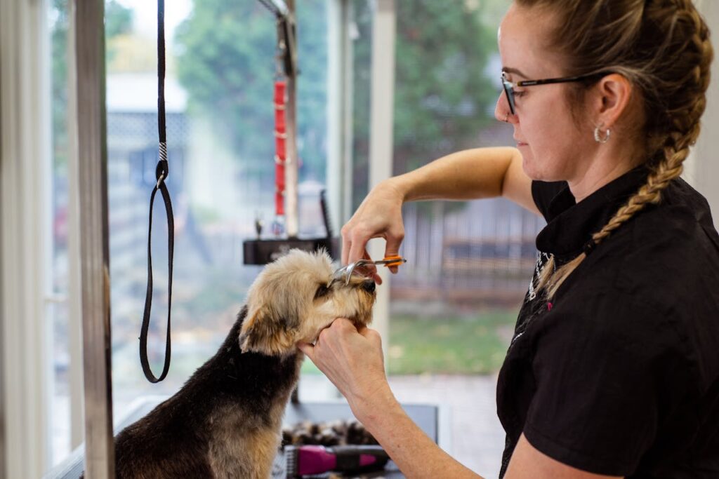 peluquero canino, yorkie, casacas de peluquería canina