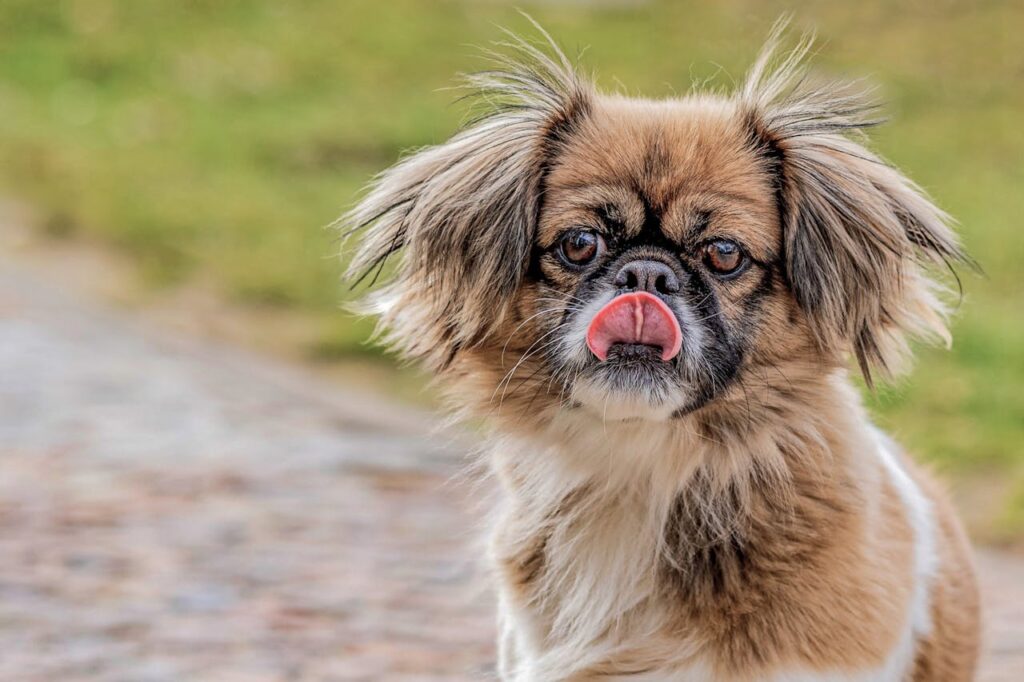 Spaniel tibetano