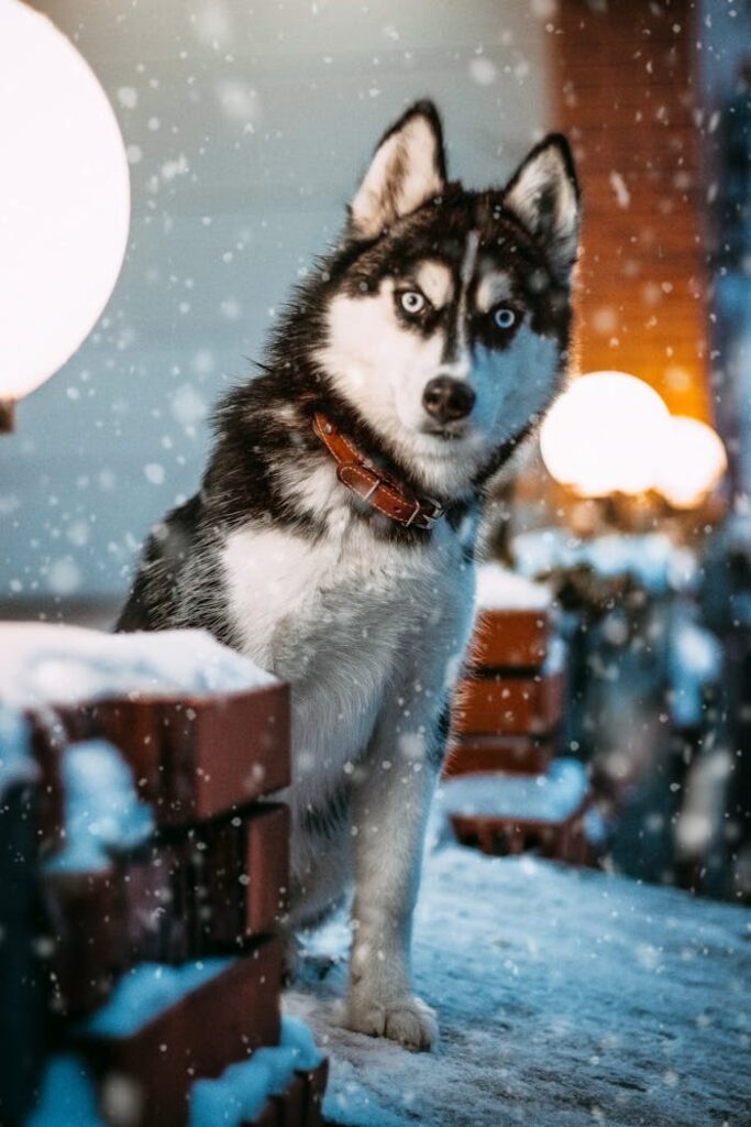 husky siberiano