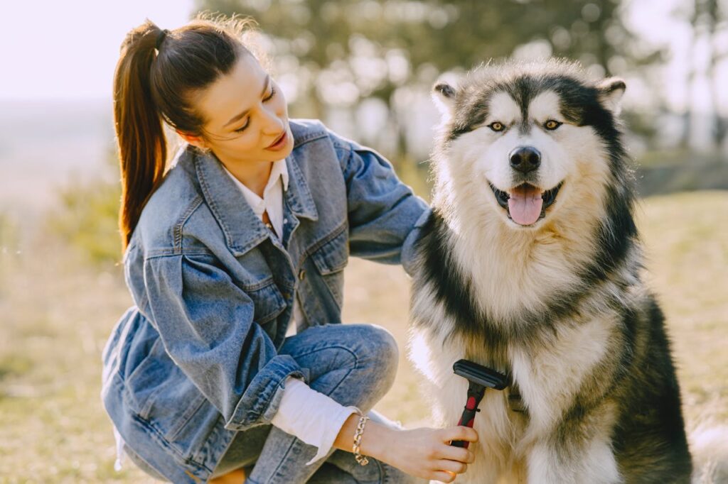 peluquería canina husky